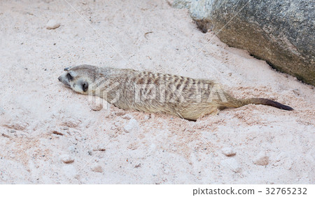 Cute light brown Meercat rest in the desert sun 32765232
