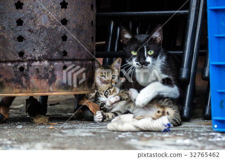 媽媽喵與兩隻可愛小喵喵 32765462