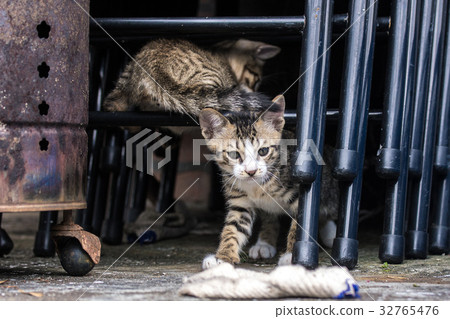 小貓咪兄弟姊妹 32765476