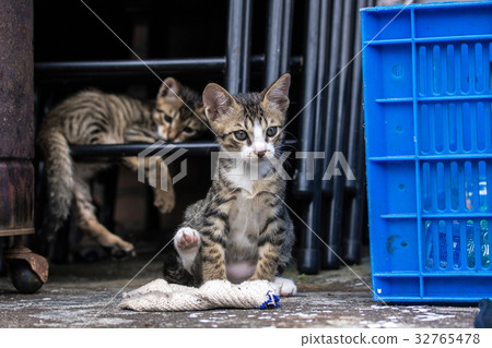 小貓咪兄弟姊妹 32765478