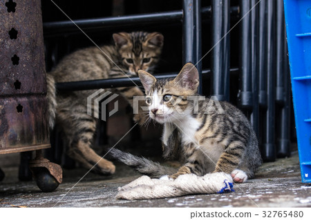 小貓咪兄弟姊妹 32765480
