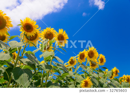  [Yamanashi Prefecture] Sunflower in Akeno 32765603