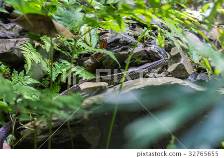 過山刀蛇吃青蛙 32765655