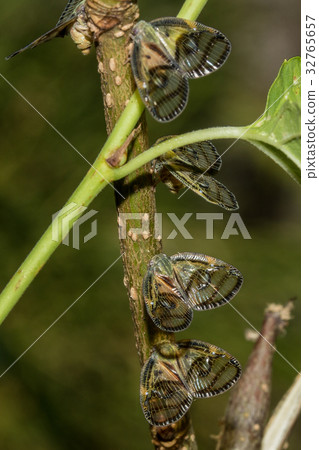 Eye pattern Eye pattern 32765657