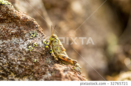 small insect grasshopper on the volcanic stones. 32765721