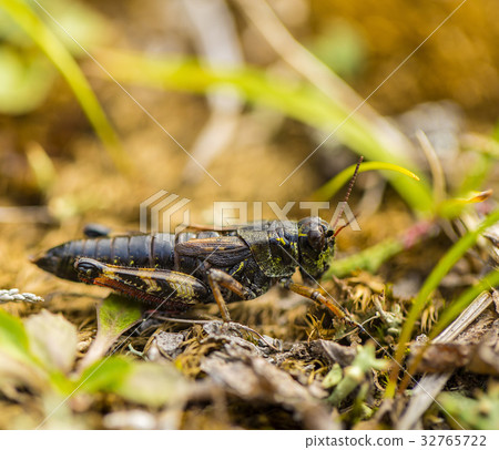 small insect grasshopper on the yellow  32765722