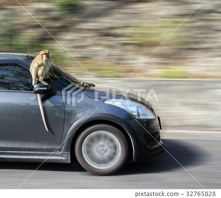 The monkey sitting on the car with copy space 32765828