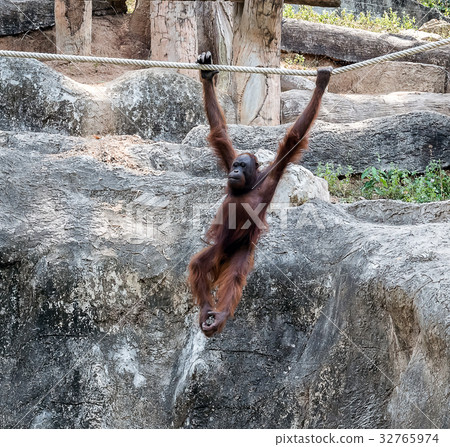 Orangutan swinging on rope 32765974