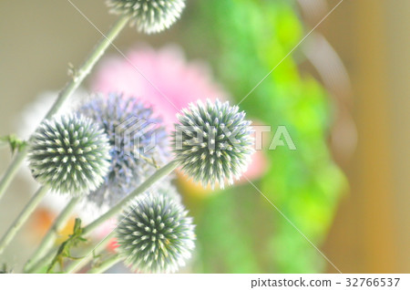 Ruritamaazami Ruritamaazami 32766537