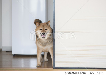 Smiling Shiba Inu Japanese Style Room Stock Photo