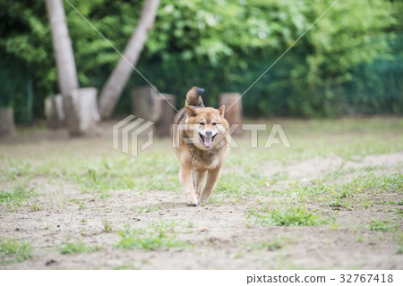 Shiba Inu玩碼頭運行 Shiba Inu玩碼頭運行 32767418