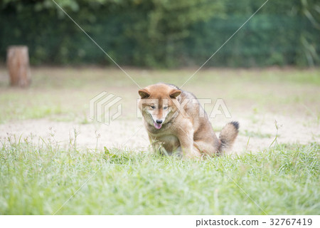 累了的Shiba Inu 32767419