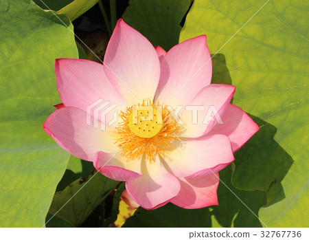 Lotus flower bathed in summer sunshine (1) 32767736