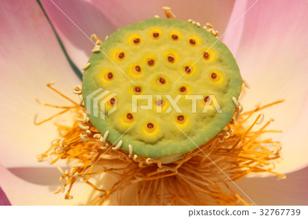 Lotus flower up photo 32767739