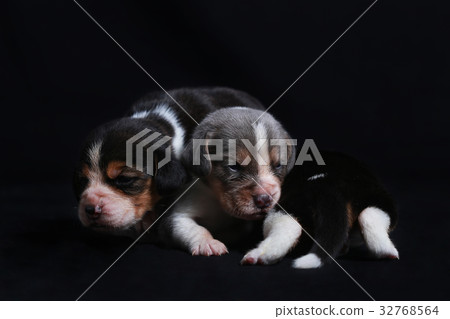 beagle puppies looking for morther beagle puppies looking for morther 32768564
