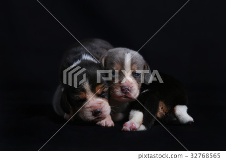 beagle puppies looking for morther beagle puppies looking for morther 32768565