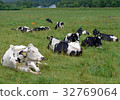 Cows grazing 32769064