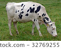 Cow feeding grass while grazing 32769255