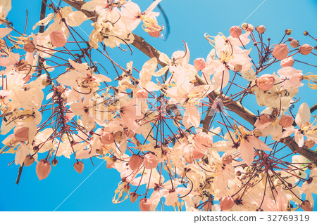 sakura thailand sakura thailand 32769319