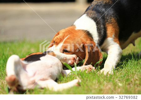 Purebred beagle dog are playing in lawn 32769382
