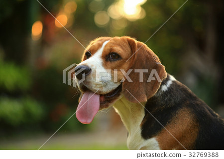 Purebred beagle dog are playing in lawn 32769388