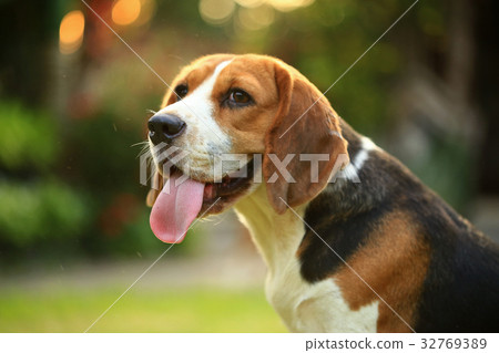 Purebred beagle dog are playing in lawn Purebred beagle dog are playing in lawn 32769389