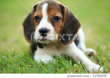 Purebred beagle dog are playing in lawn 32769397