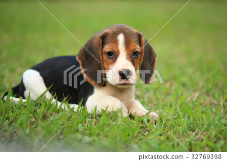 Purebred beagle dog are playing in lawn 32769398