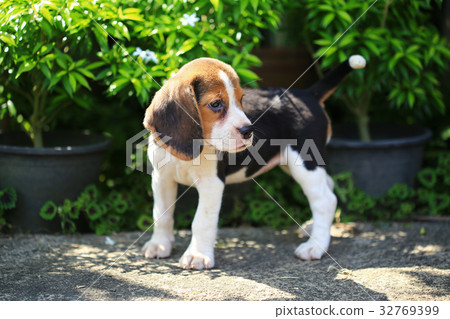 Purebred beagle dog are playing in lawn 32769399