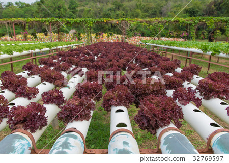 Organic hydroponic vegetable in cultivation farm Organic hydroponic vegetable in cultivation farm 32769597