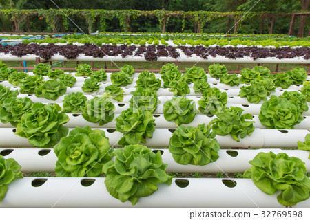 Organic hydroponic vegetable in cultivation farm Organic hydroponic vegetable in cultivation farm 32769598