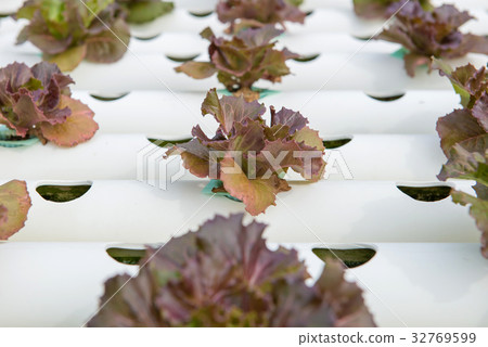 Organic hydroponic vegetable in cultivation farm Organic hydroponic vegetable in cultivation farm 32769599