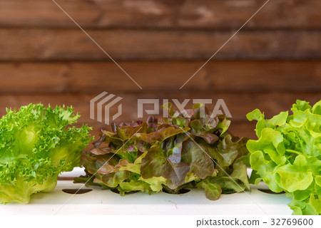 Organic hydroponic vegetable in cultivation farm Organic hydroponic vegetable in cultivation farm 32769600