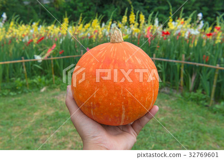 pumpkin in hand at the cultivation farm pumpkin in hand at the cultivation farm 32769601
