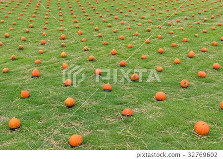 pumpkin on green grass in the cultivation farm pumpkin on green grass in the cultivation farm 32769602