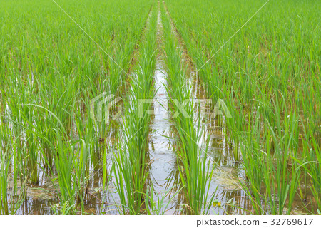 Rice berry in farm (Thai black jasmine rice) Rice berry in farm (Thai black jasmine rice) 32769617