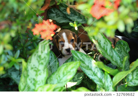 Beagle Dog playing water in a little pool Beagle Dog playing water in a little pool 32769682