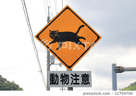 Animal attention cat 32769700