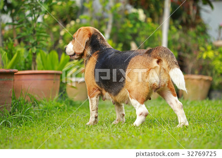 Beagle Dog playing water in a little pool  32769725