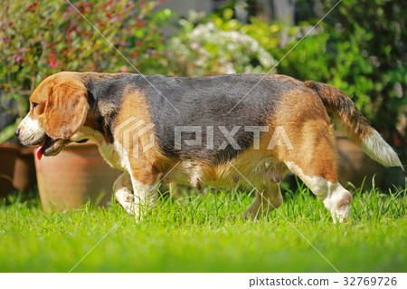 Beagle Dog playing water in a little pool Beagle Dog playing water in a little pool 32769726