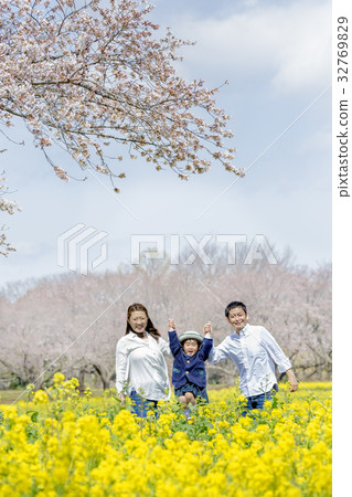 父母和孩子們在櫻花和油菜花盛開的公園裡玩耍 32769829