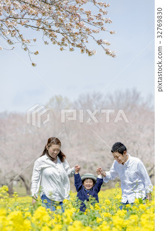 Parents and children playing in the park where cherry blossoms and rape blossoms are blooming Parents and children playing in the park where cherry blossoms and rape blossoms are blooming 32769830
