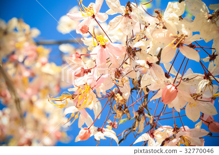 sakura thailand sakura thailand 32770046