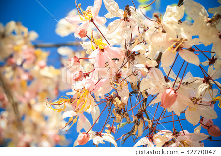 sakura thailand sakura thailand 32770047