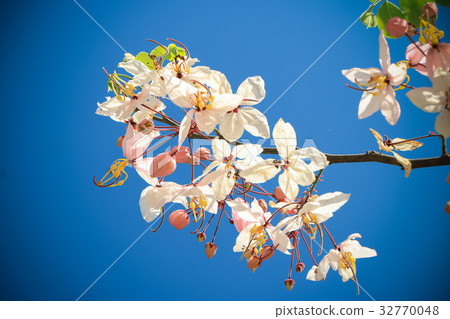 sakura thailand sakura thailand 32770048