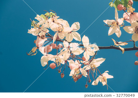 sakura thailand 32770049
