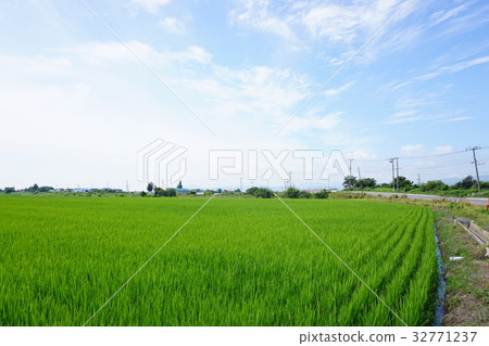 A view from paddy field and blue sky, Ono town 32771237