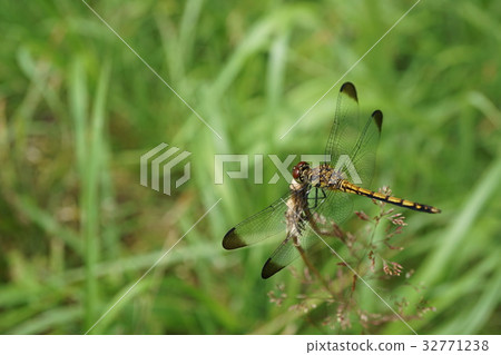 在Dragonfly / Shirakaba Ranch 32771238