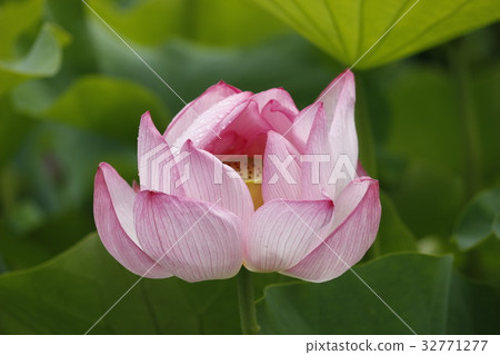 蓮花 蓮花 32771277