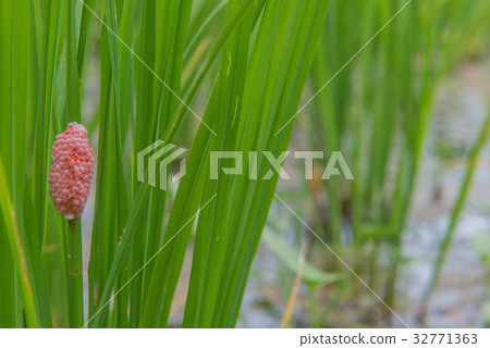 Egg Golden applesnail or Pomacea canaliculata 32771363
